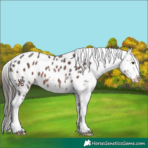Horse Color:Liver Chestnut Sabino Near Leopard 