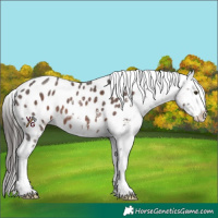 Horse Color:Liver Chestnut Sabino Near Leopard 