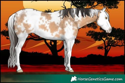 Horse Color:White Spotted Bay Dun Splash