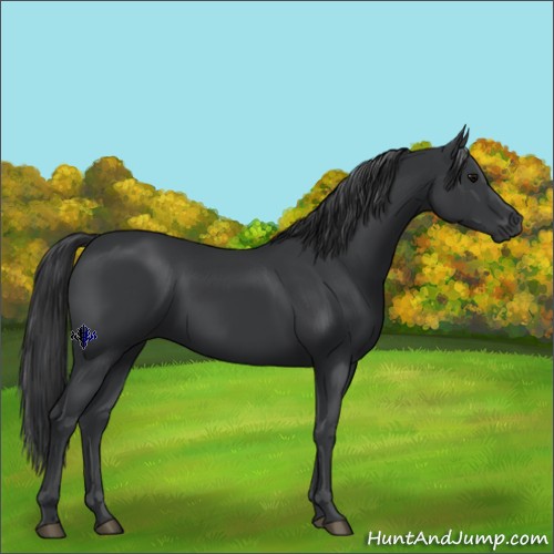 Horse Color:Black  and Black 