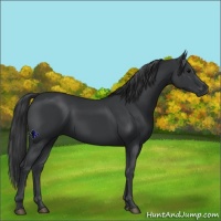 Horse Color:Black  and Black 