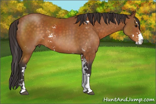 Horse Color:Buckskin Sabino 
