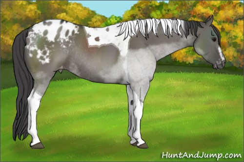 Horse Color:Grullo Sabino Tobiano Appaloosa Rabicano 