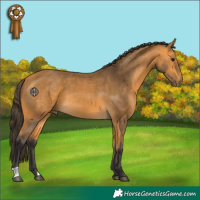 Horse Color:Buckskin 