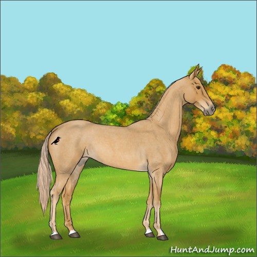 Horse Color:Palomino Roan 