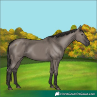 Horse Color:Smoky Grullo