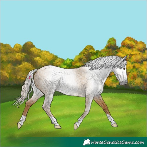 Horse Color:Gray Palomino Dun 