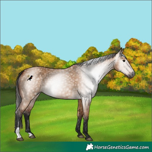 Horse Color:Gray Bay Dun
