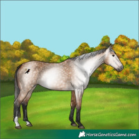 Horse Color:Gray Bay Dun 
