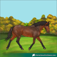 Horse Color:Bay 