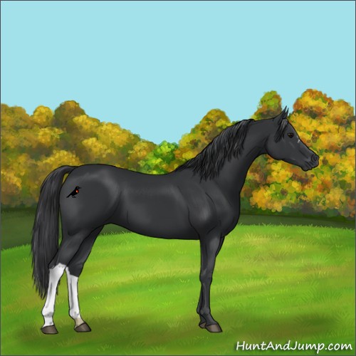 Horse Color:Black 