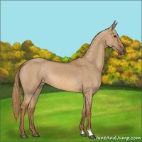 Horse Color:Red Dun 