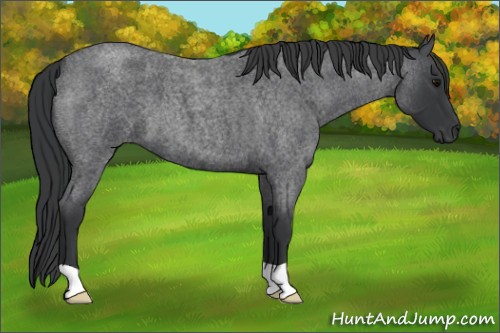 Horse Color:Blue Roan