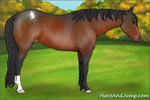 Horse Color:Unknown 