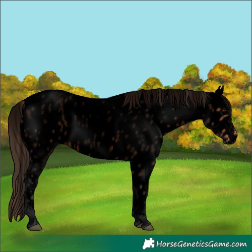 Horse Color:Void Bay Roan Near Leopard Rabicano 