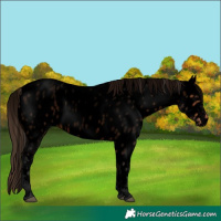 Horse Color:Void Bay Roan Near Leopard Rabicano 