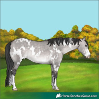 Horse Color:Platinum White Spotted Brown Dun Sabino Rabicano 
