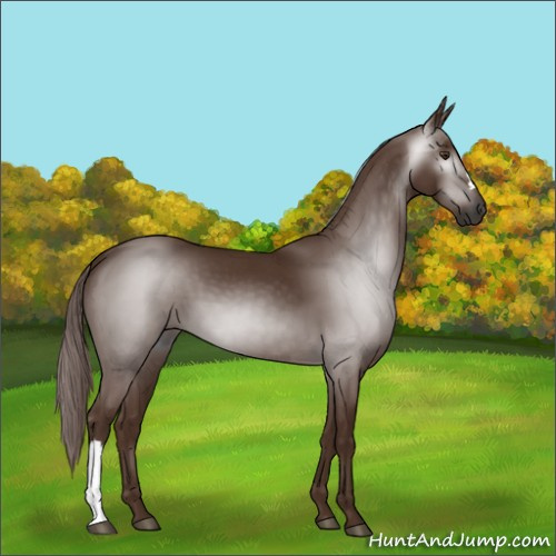 Horse Color:Gray Chestnut