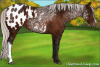 Horse Color:Silver Bay Ice Appaloosa