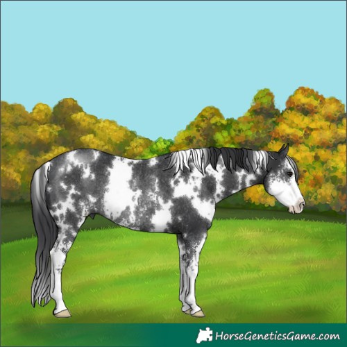 Horse Color:White Spotted Black Sabino Rabicano 
