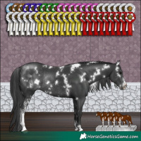 Horse Color:White Spotted Black Sabino Rabicano 