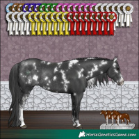 Horse Color:White Spotted Black Sabino Rabicano 