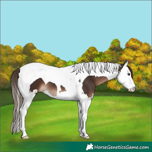 Horse Color:Liver Chestnut Splash Tobiano 