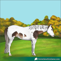 Horse Color:Liver Chestnut Splash Tobiano 