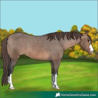 Horse Color:Bay Dun Appaloosa