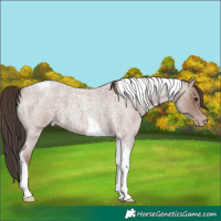 Horse Color:Classic Champagne Roan Tobiano 