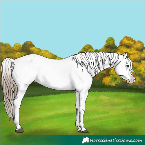 Horse Color:Liver Red Dun Roan Appaloosa 