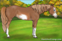 Horse Color:Chestnut Splash Frame