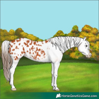 Horse Color:White Spotted Bay Splash Appaloosa