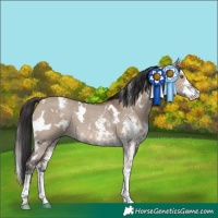 Horse Color:White Spotted Brown Dun Sabino