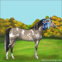 Horse Color:White Spotted Brown Dun Sabino 
