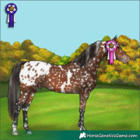 Horse Color:White Spotted Bay Appaloosa 