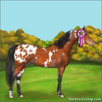 Horse Color:White Spotted Bay Appaloosa 