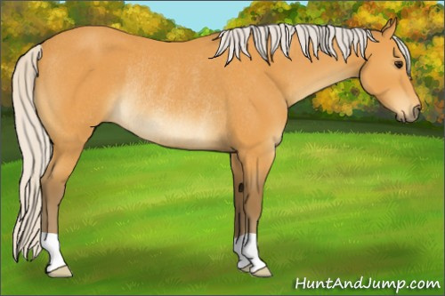 Horse Color:Silver Buckskin Rabicano