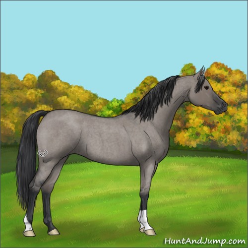 Horse Color:Grullo Roan 