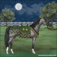 Horse Color:Grullo Roan 