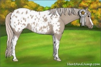 Horse Color:Silver Grullo Sabino Tobiano Appaloosa 