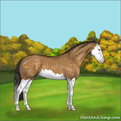 Horse Color:Buckskin Dun Splash 