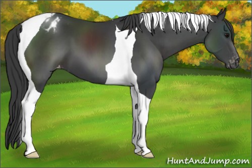 Horse Color:Black Tobiano Blanket