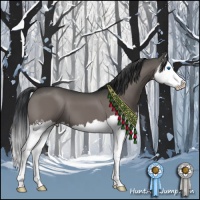 Horse Color:Grullo Sabino Splash