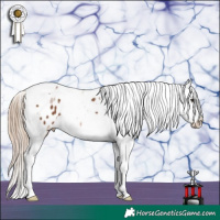 Horse Color:Chestnut Splash Tobiano Appaloosa 