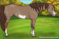 Horse Color:White Spotted Liver Red Dun Frame Rabicano 