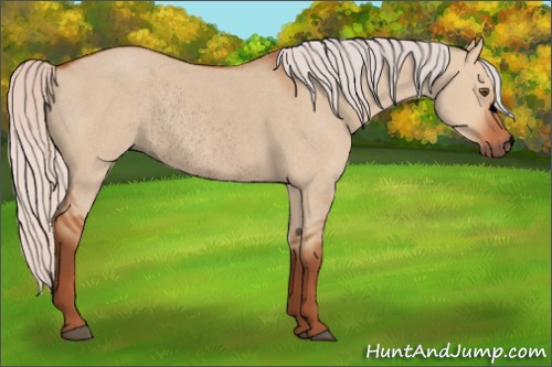 Horse Color:Void Silver Bay Roan Dun Rabicano 