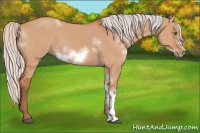 Horse Color:White Spotted Silver Bay Dun Frame Rabicano 