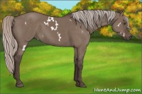 Horse Color:White Spotted Silver Grullo Rabicano 