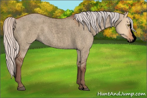Horse Color:Void Silver Bay Roan Dun Splash Rabicano 